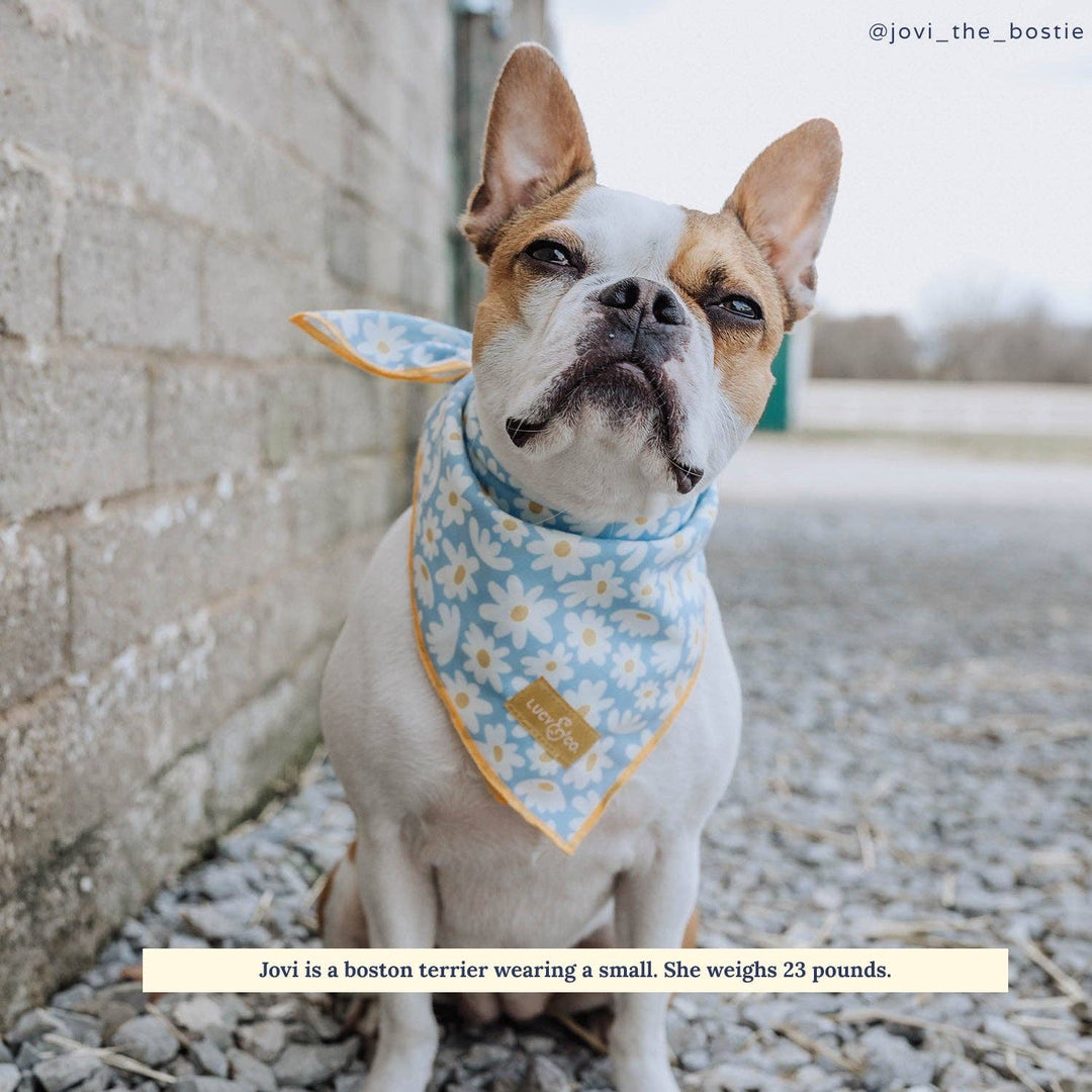 Lucy & Co. Bandana