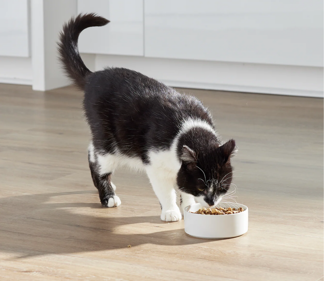 Wild Ocean RAWMIX for Cats