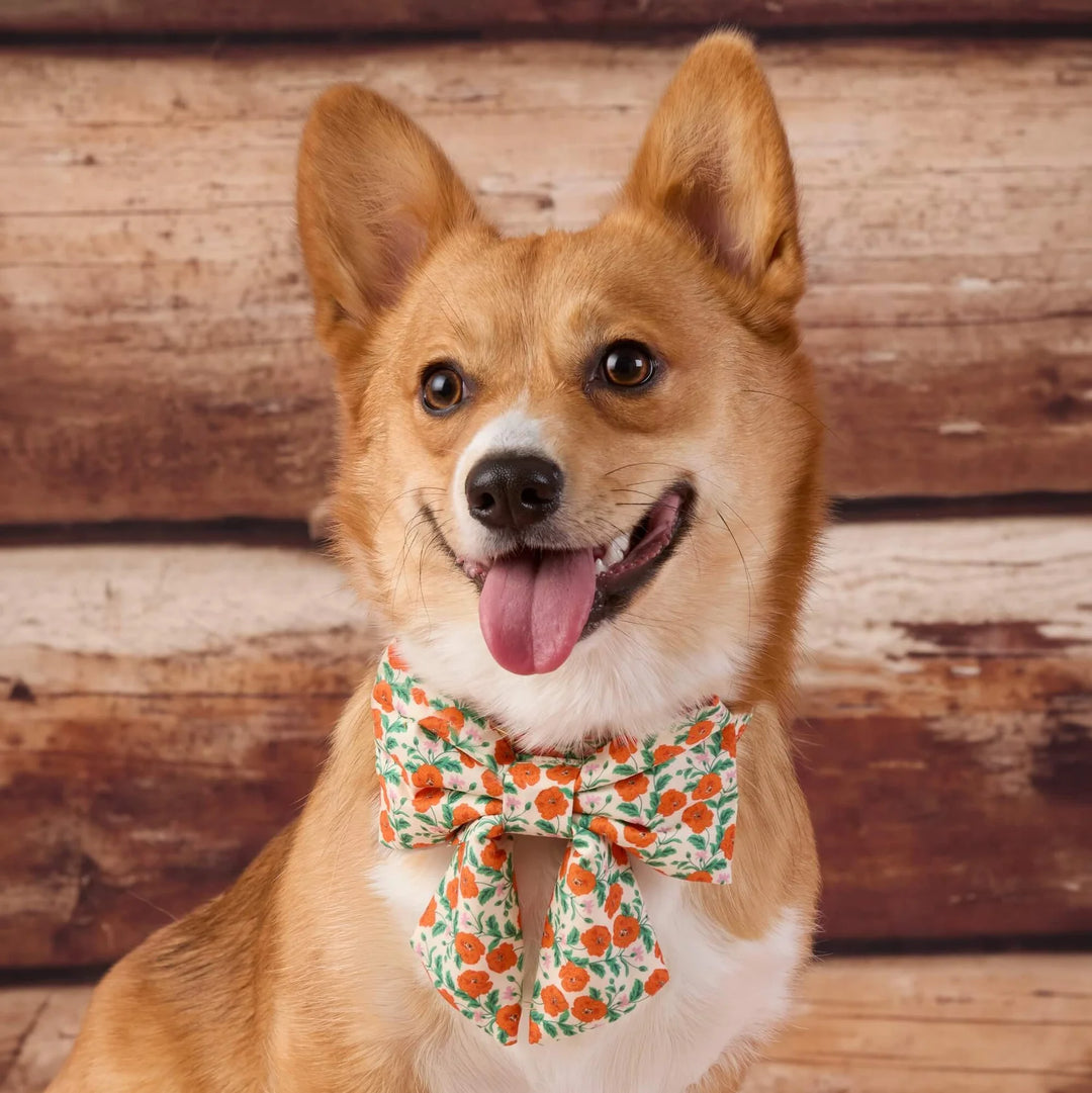 Golden Poppies Lady Dog Bow