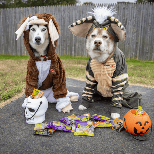 Halloween Chicken & Turkey Treats for Dogs & Cats