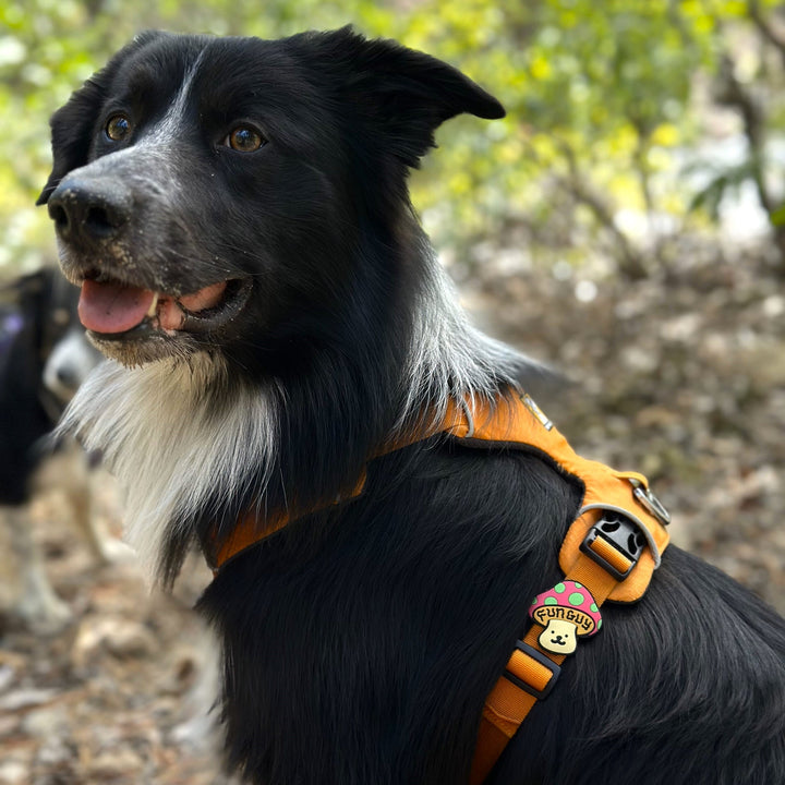 JIBY Dog Badge