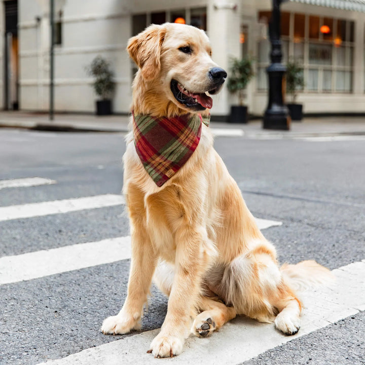 Orchard Plaid Flannel Dog Bandana