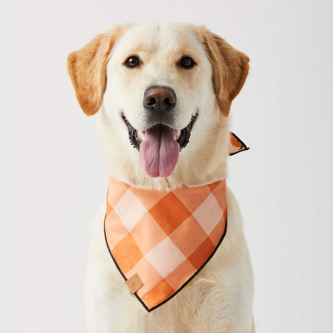 Jack-o’-Lanterns Reversible Bandana