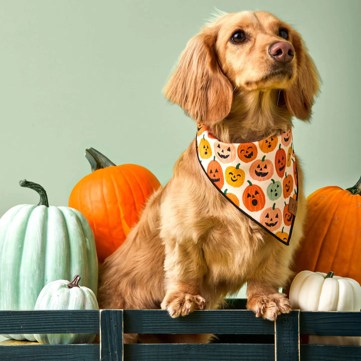 Jack-o’-Lanterns Reversible Bandana