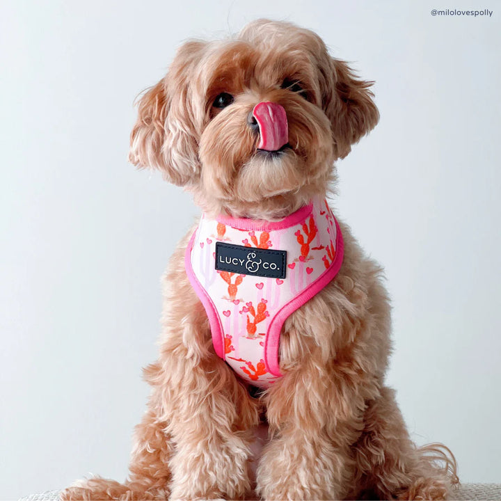 Howdy, Honey Reversible Harness