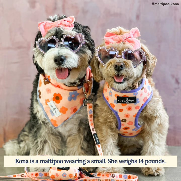 Let’s Groove Reversible Harness