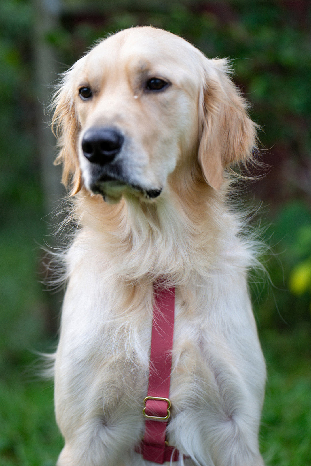 Cloud Lite Harness