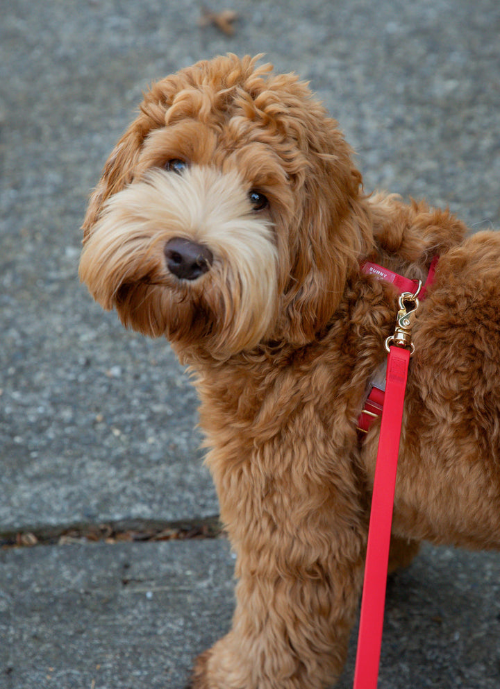 Cloud Lite Harness