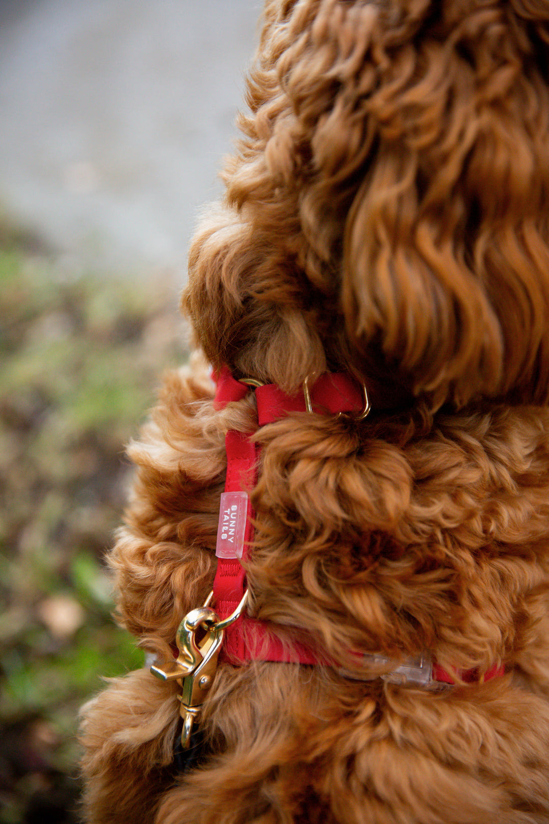 Cloud Lite Harness