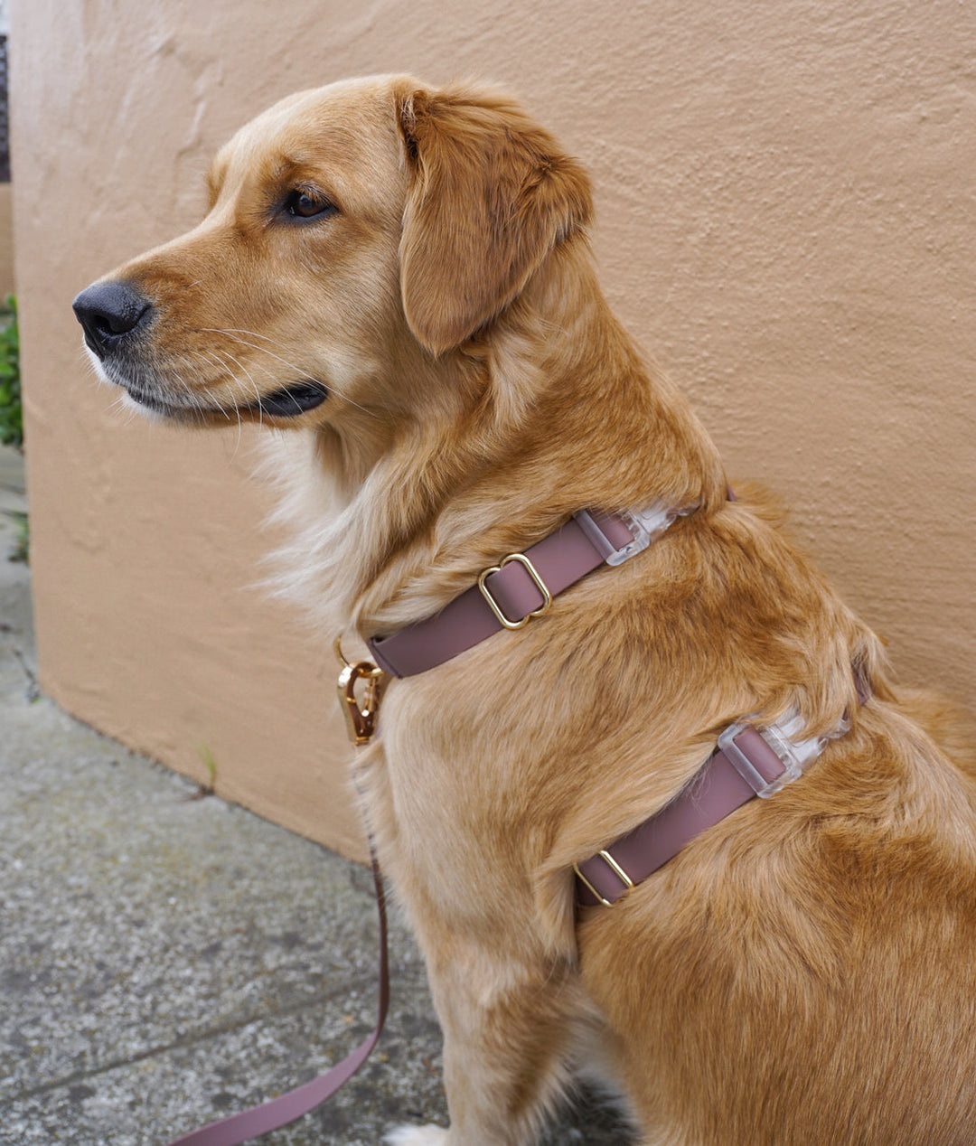 Cloud Lite Harness