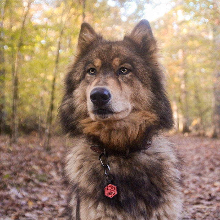 Stay Wild Silicone ID Tag