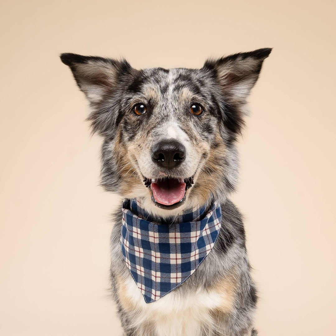 Apres  Dog Bandana
