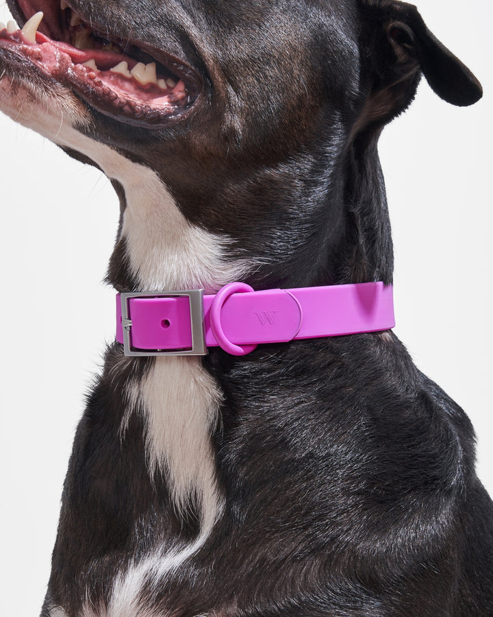 Adjustable Dog Collar