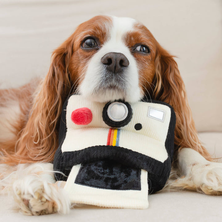 INSTANT CAMERA // ENRICHMENT DOG TOY