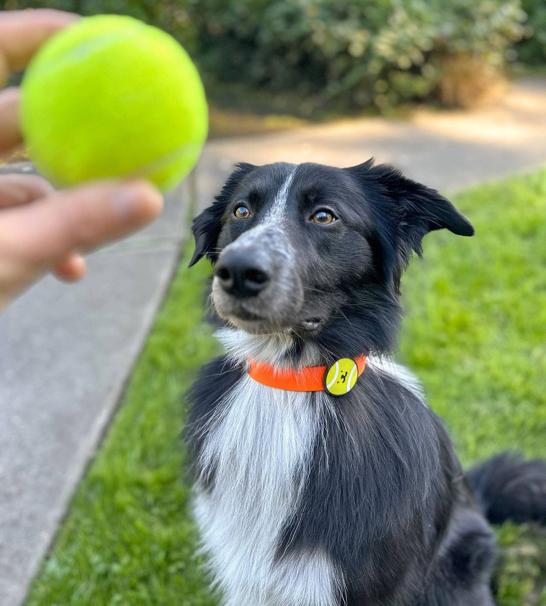 JIBY Dog Badge