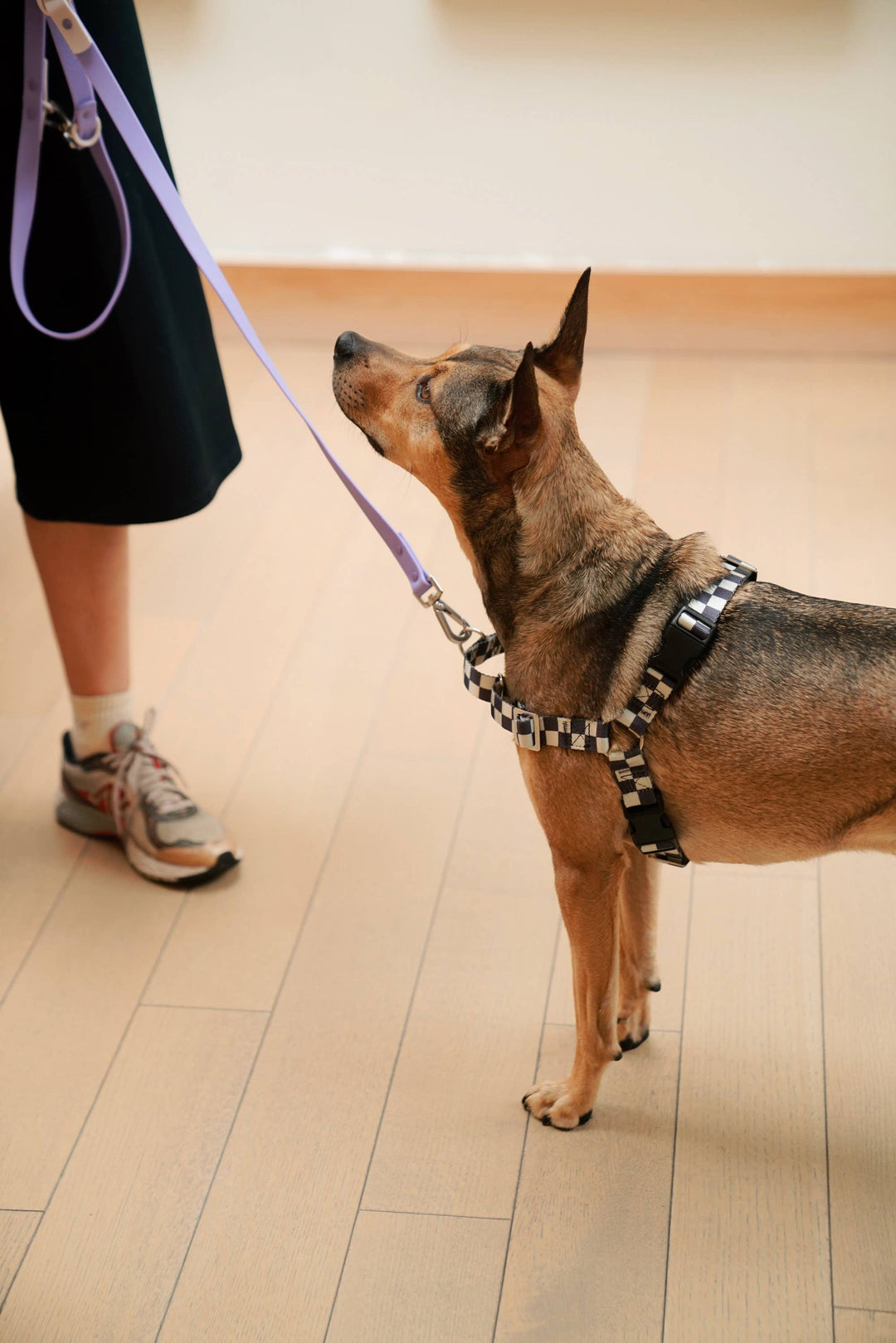The Fritz Dog Harness | Adjustable, No-Pull & Reversible