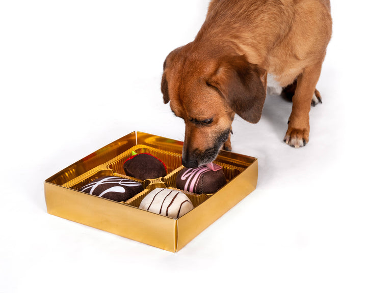 Dogiva Box of Chocolates Valentine's Day Dog Toy - PREORDER