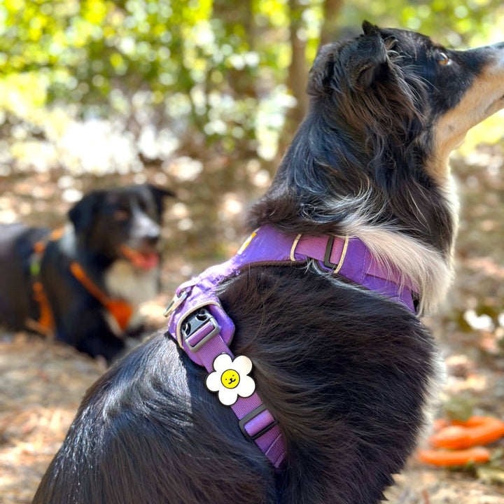 JIBY Dog Badge