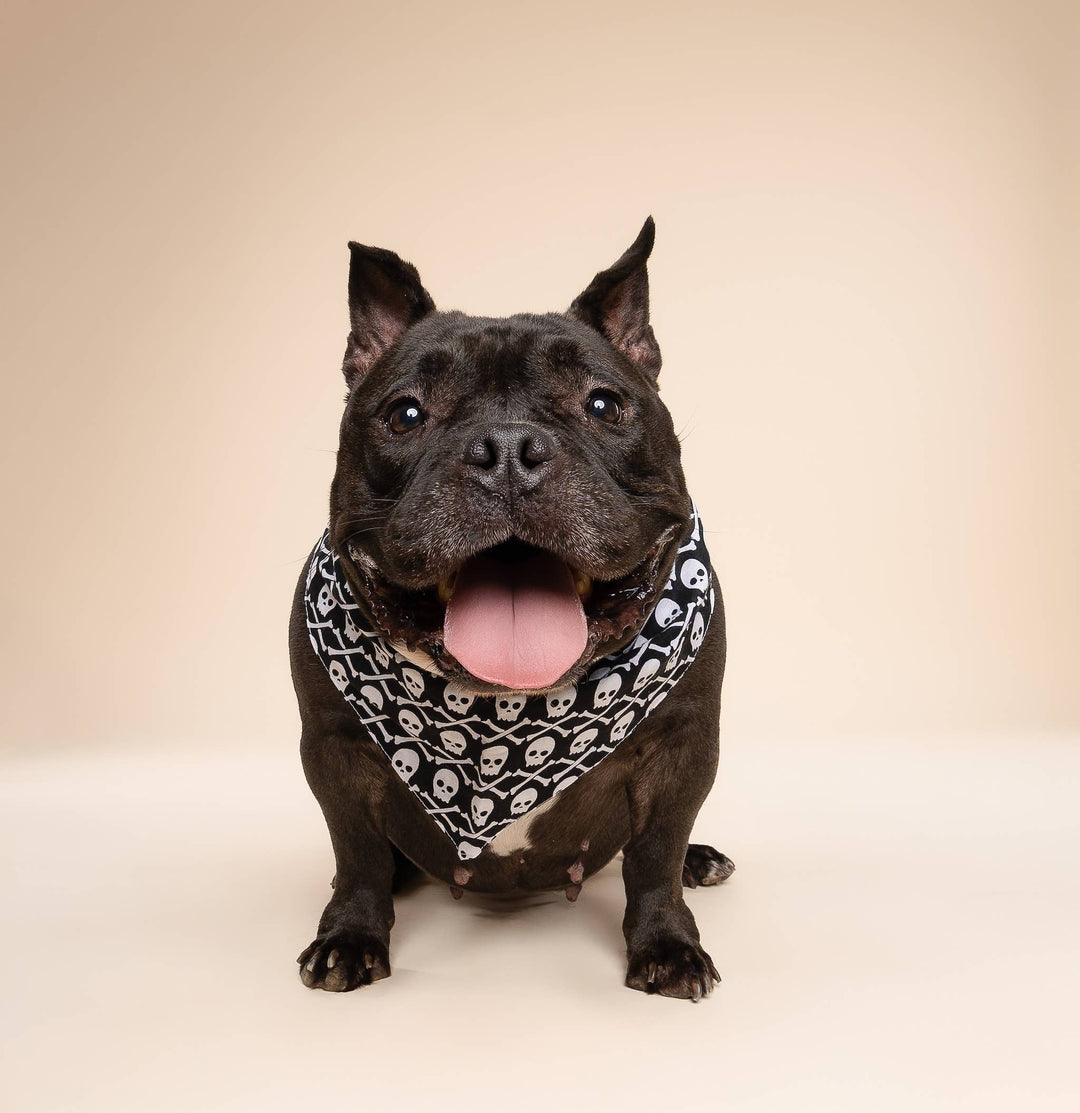 Wicked Dog Bandana