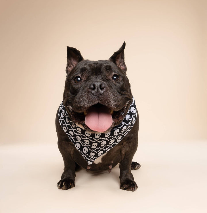 Wicked Dog Bandana
