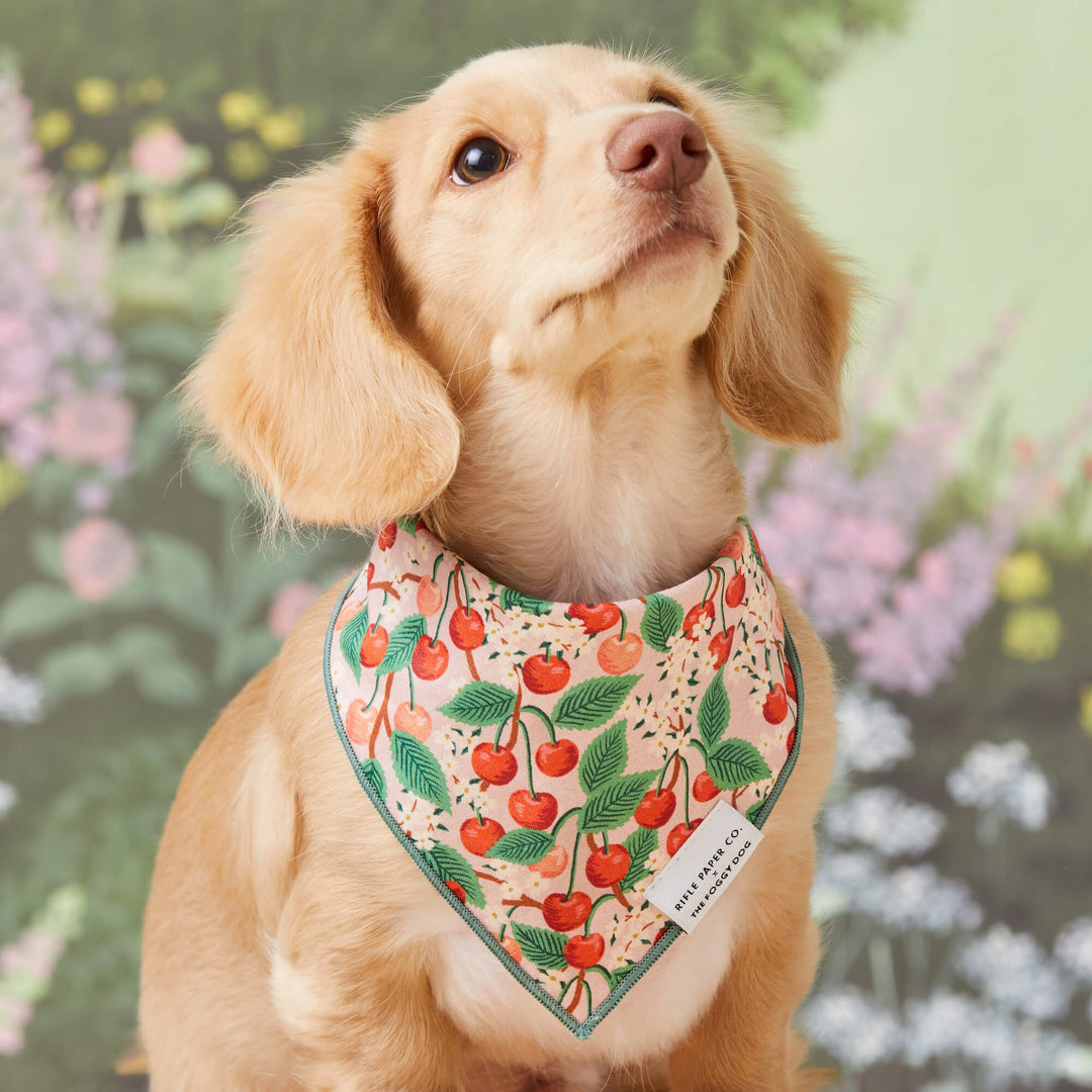 Rifle Paper Co. x TFD Cherry Blossom Spring Dog Bandana