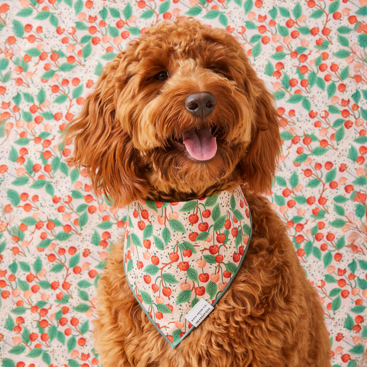 Rifle Paper Co. x TFD Cherry Blossom Spring Dog Bandana