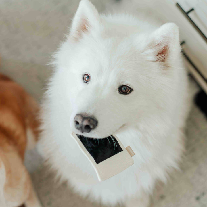 INSTANT CAMERA // ENRICHMENT DOG TOY