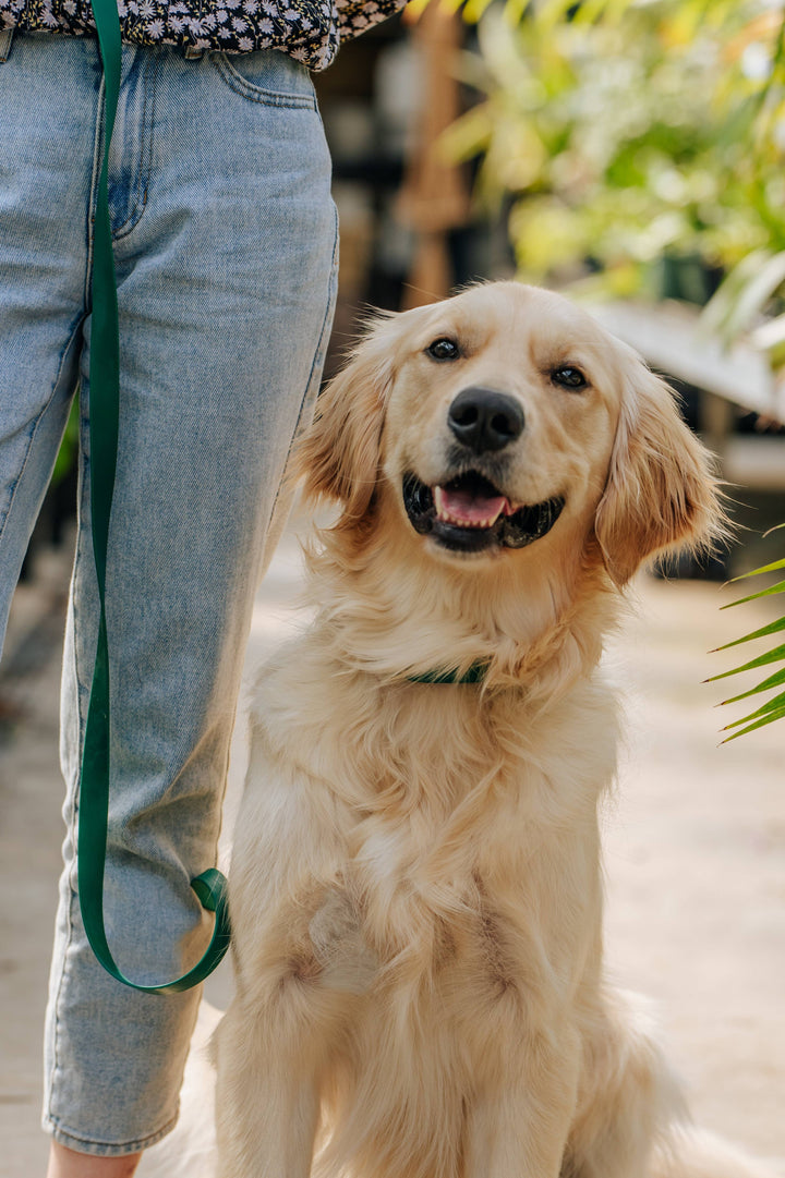 4-in-1 Wide Hands-Free Convertible Cloud Leash (3/4")