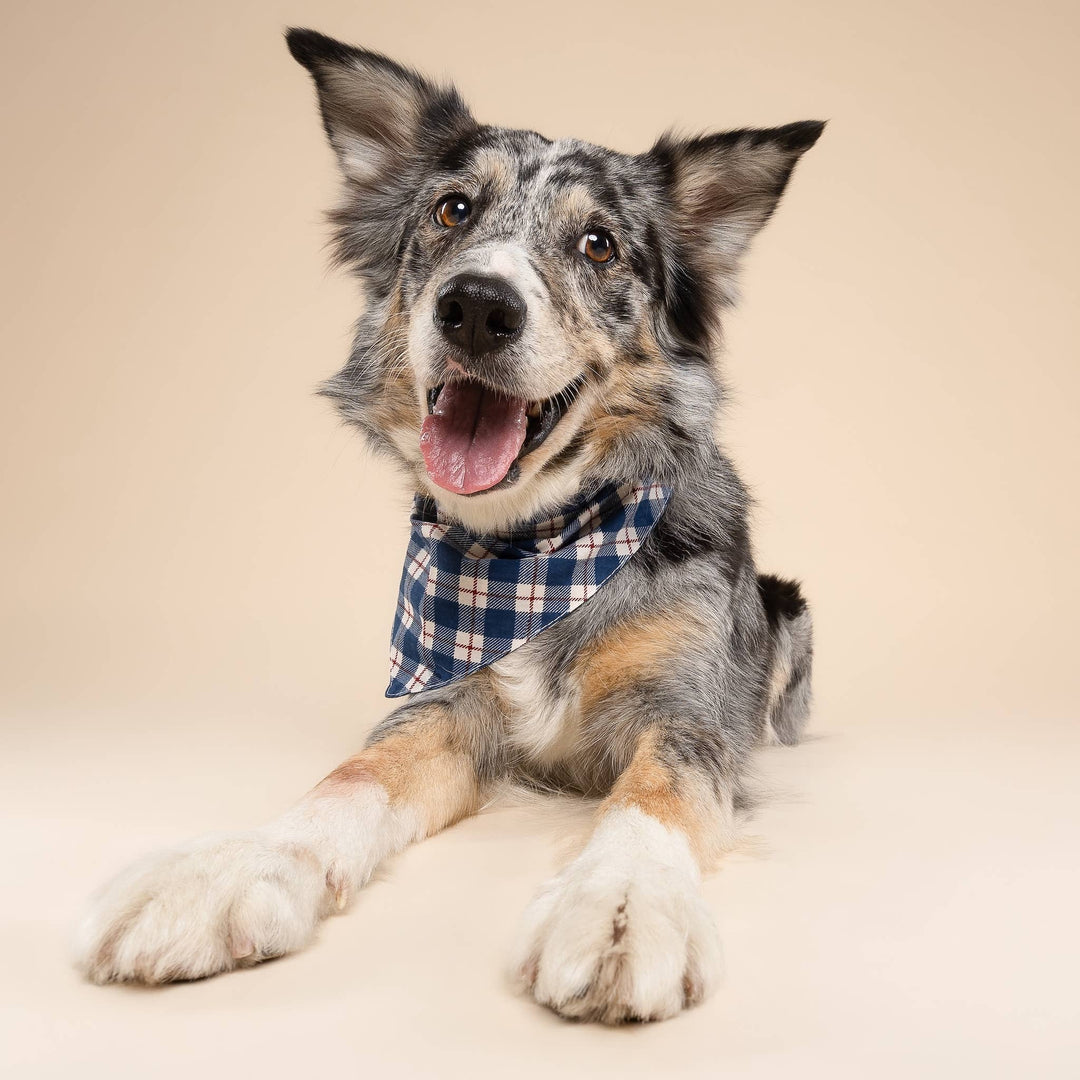 Apres  Dog Bandana