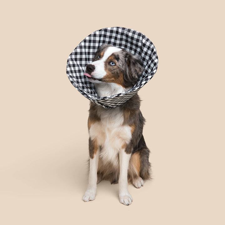 Check Healing Cone Recovery Collar