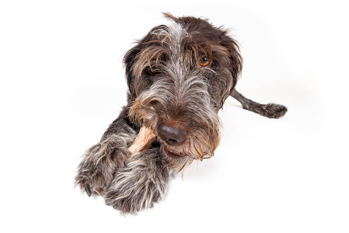 Bison Tendon Chew