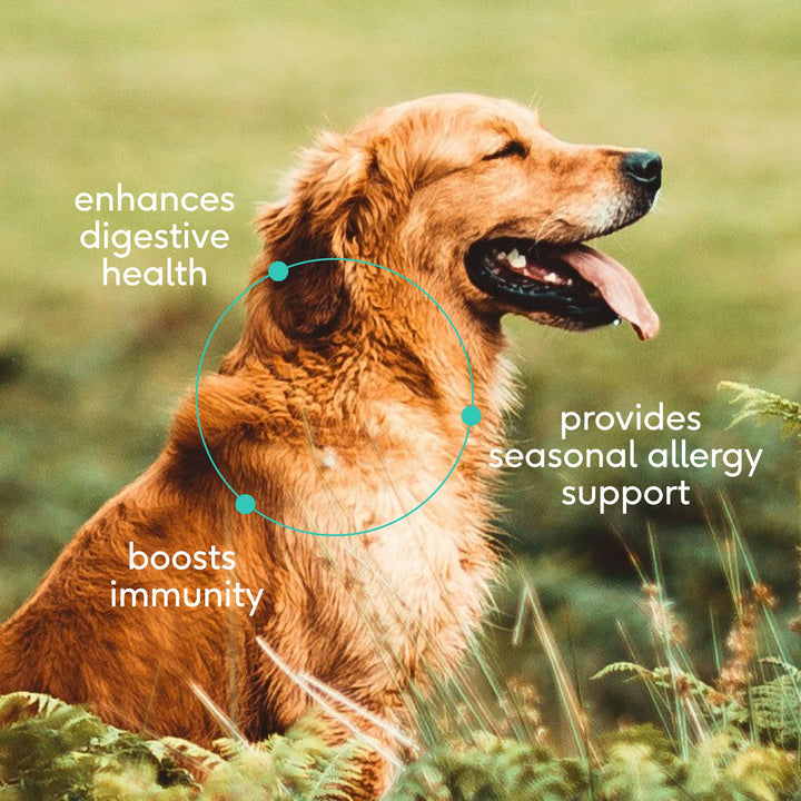 Native Pet Colostrum Immune System Powder Supplement for Dog