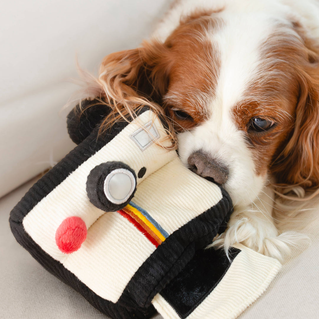 INSTANT CAMERA // ENRICHMENT DOG TOY