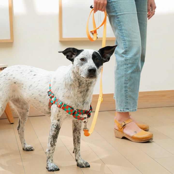 The Fritz Dog Harness | Adjustable, No-Pull & Reversible