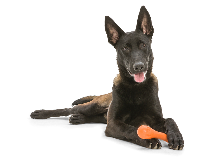 Hurley® Dog Toy for Chew and Fetch