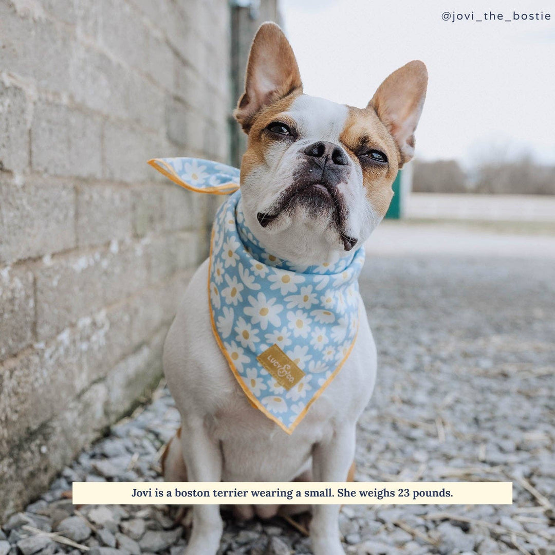 The Simply Splendid Bandana
