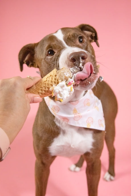 Ice Cream Bandana