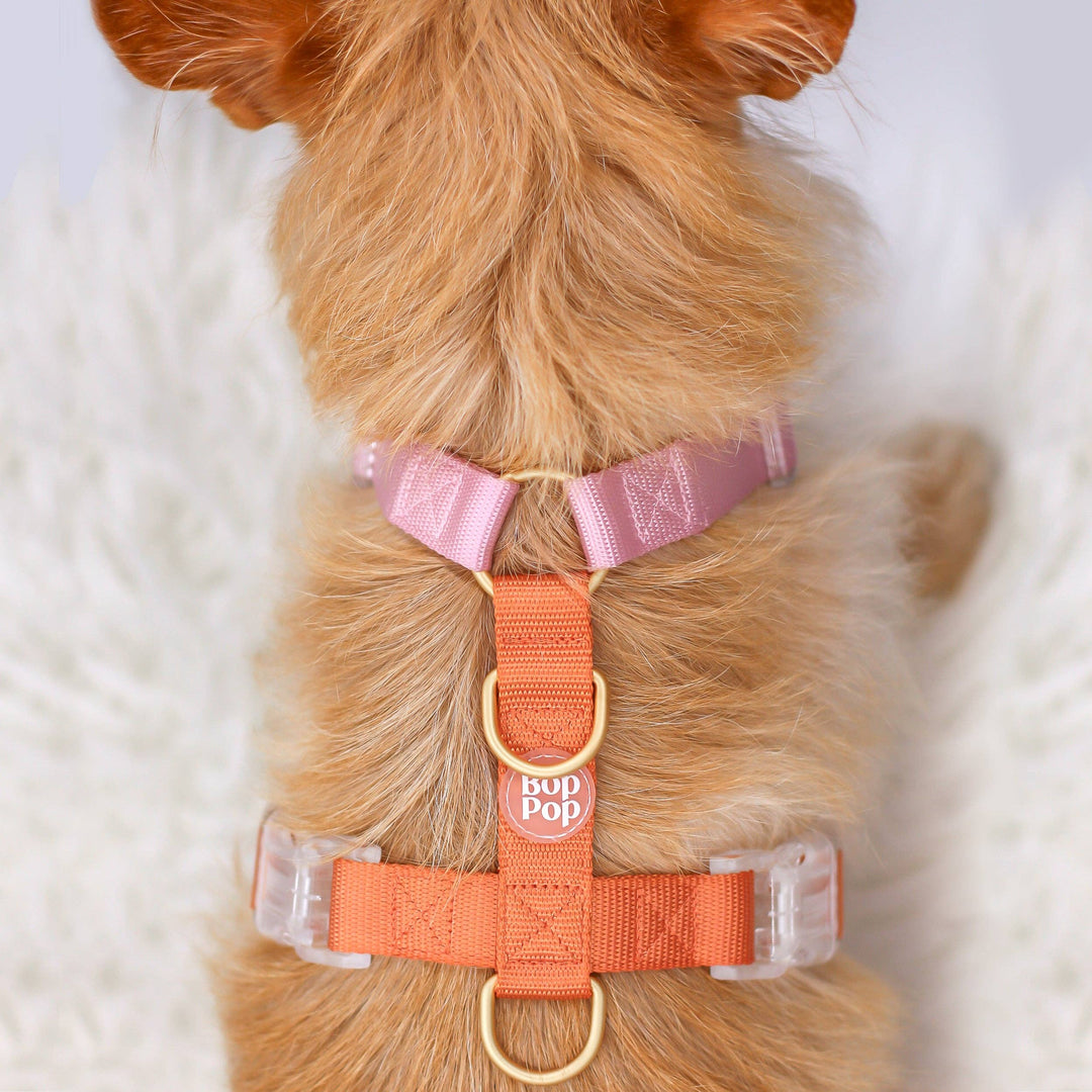 Classic Harness | Cloudberry