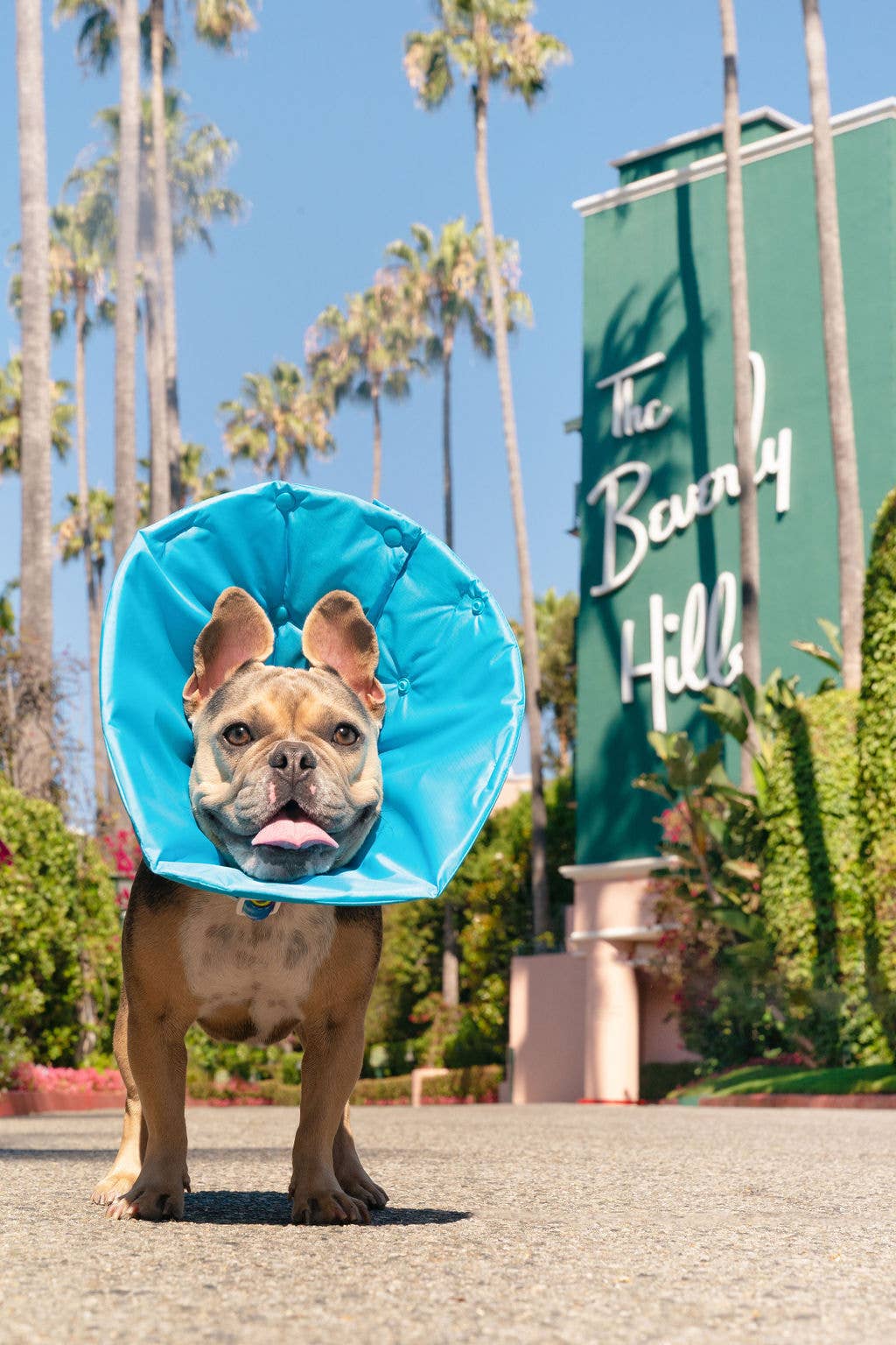 Blue Healing Cone Recovery Collar