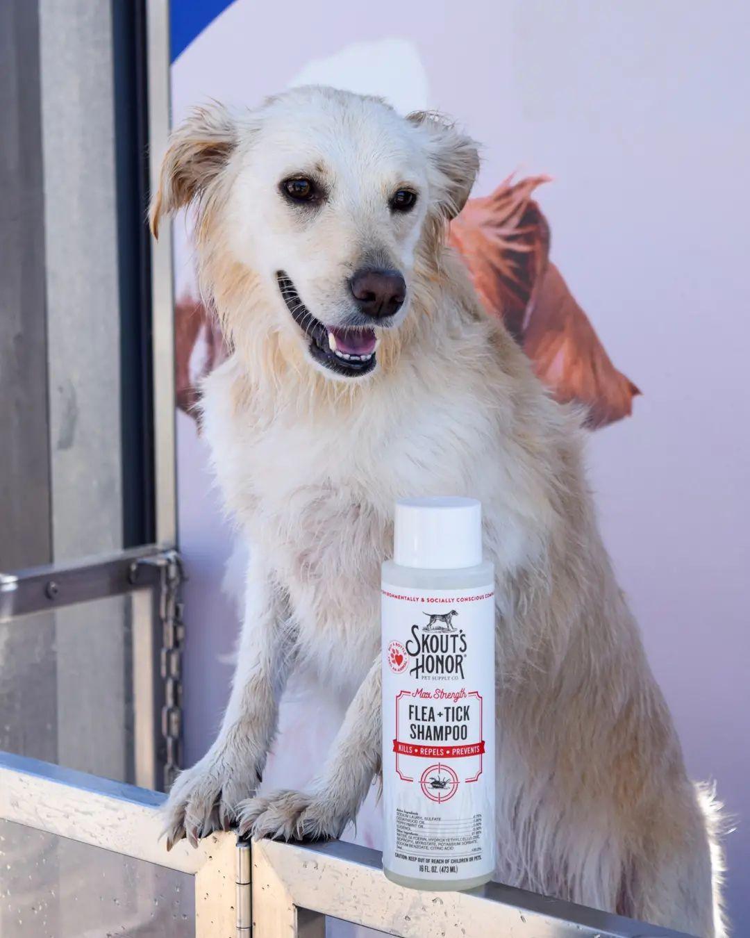 Flea + Tick Shampoo