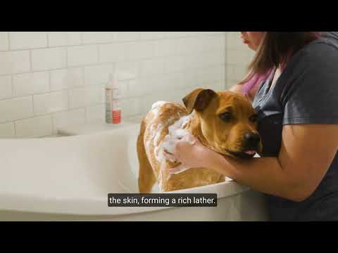 Flea & Tick Shampoo for Dogs + Cats with Natural Essential Oils