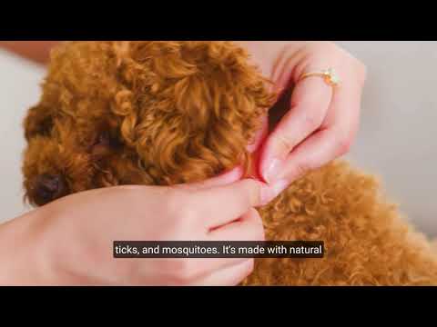 Flea & Tick Collar for Dogs + Cats with Natural Essential Oils