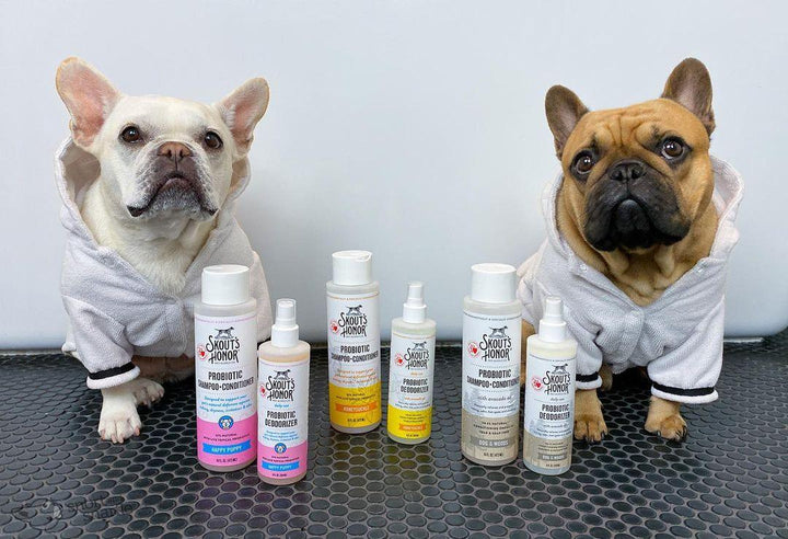 Probiotic Shampoo + Conditioner for Dogs & Cats (Honeysuckle)