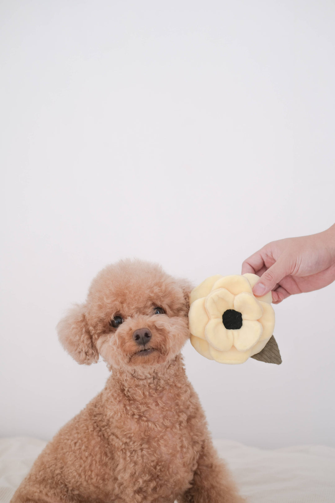 Poppy Flower - Enrichment Toy